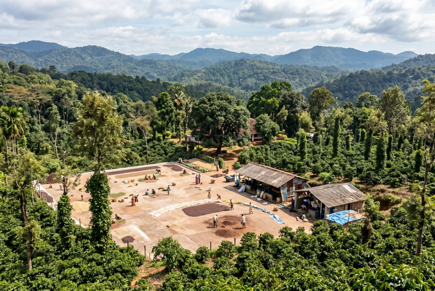 Workers sun-drying coffee cherries on the Nalnad estate patio